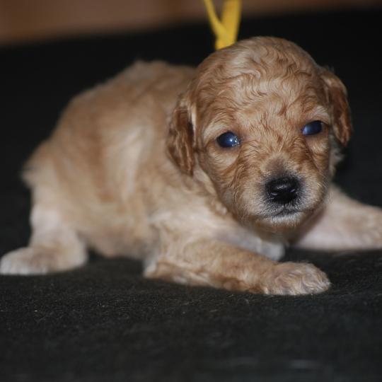 chiot Caniche Champagne Bekkie col jaune Elevage zadatis  caniche , teckel