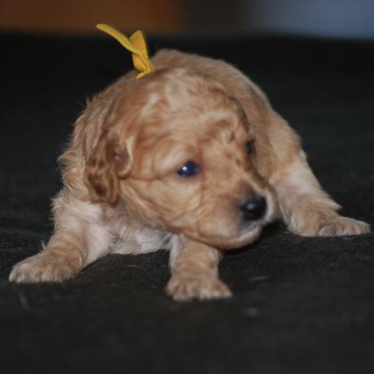 chiot Caniche Champagne Bekkie col jaune Elevage zadatis  caniche , teckel