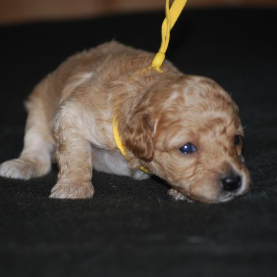 chiot Caniche Champagne Bekkie col jaune Elevage zadatis  caniche , teckel