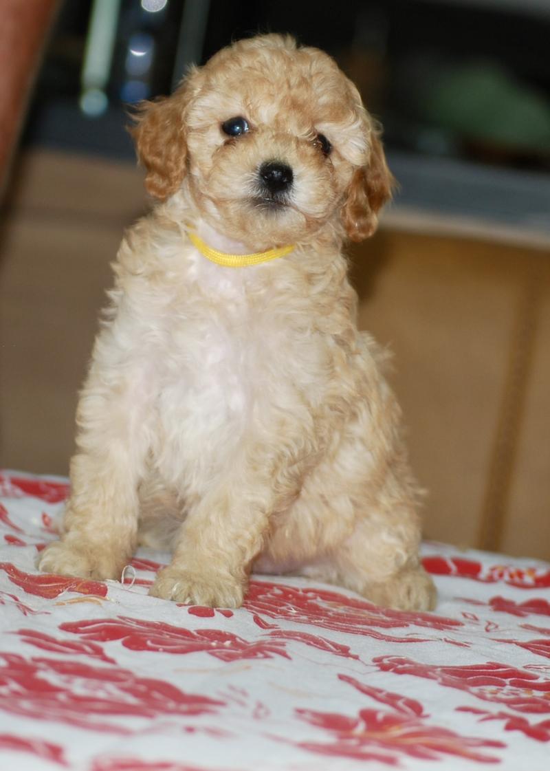ZADATIS Bella col jaune Femelle Caniche
