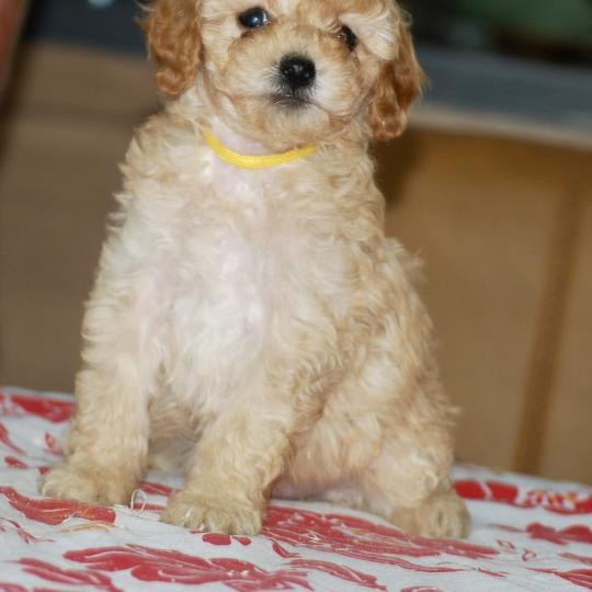 ZADATIS Bella col jaune Femelle Caniche