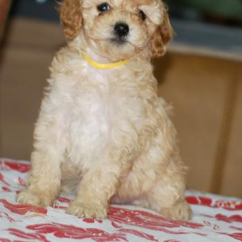 chiot Caniche Champagne Bella col jaune Elevage zadatis  caniche , teckel