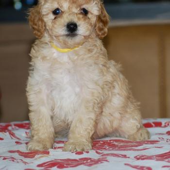 chiot Caniche Champagne Bella col jaune Elevage zadatis  caniche , teckel