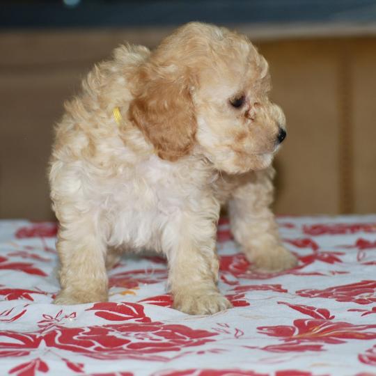 chiot Caniche Champagne Bella col jaune Elevage zadatis  caniche , teckel