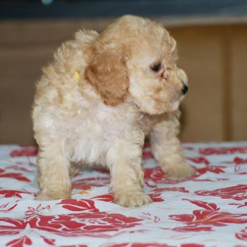 chiot Caniche Champagne Bella col jaune Elevage zadatis  caniche , teckel