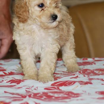 chiot Caniche Champagne Bella col jaune Elevage zadatis  caniche , teckel