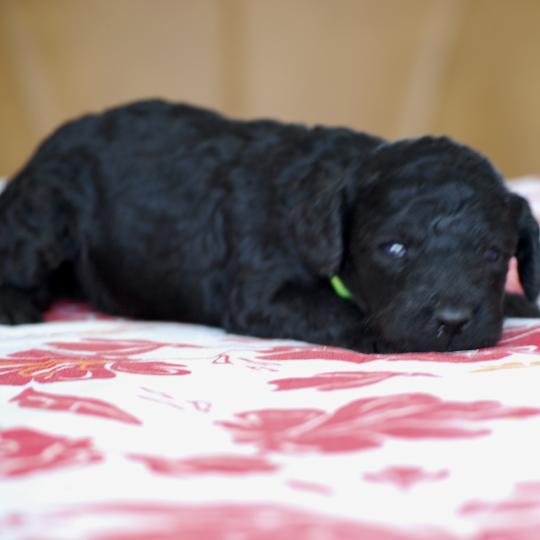 chiot Caniche Noire Belly col fluo Elevage zadatis  caniche , teckel
