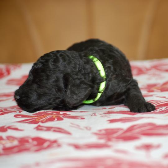 chiot Caniche Noire Belly col fluo Elevage zadatis  caniche , teckel