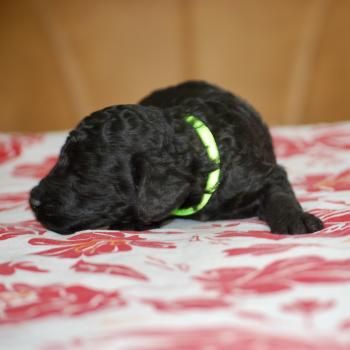 chiot Caniche Noire Belly col fluo Elevage zadatis  caniche , teckel