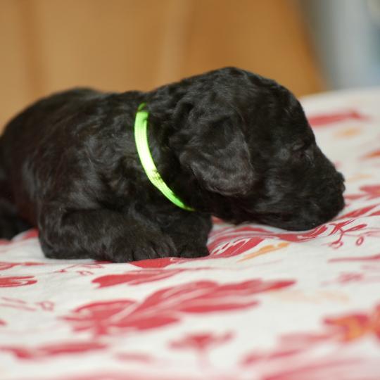 chiot Caniche Noire Belly col fluo Elevage zadatis  caniche , teckel