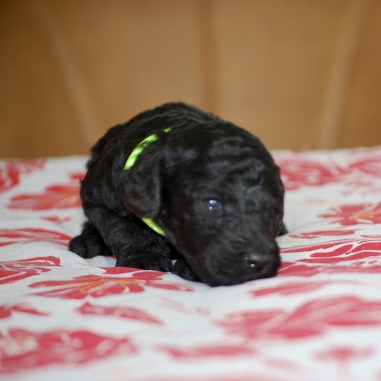 chiot Caniche Noire Belly col fluo Elevage zadatis  caniche , teckel