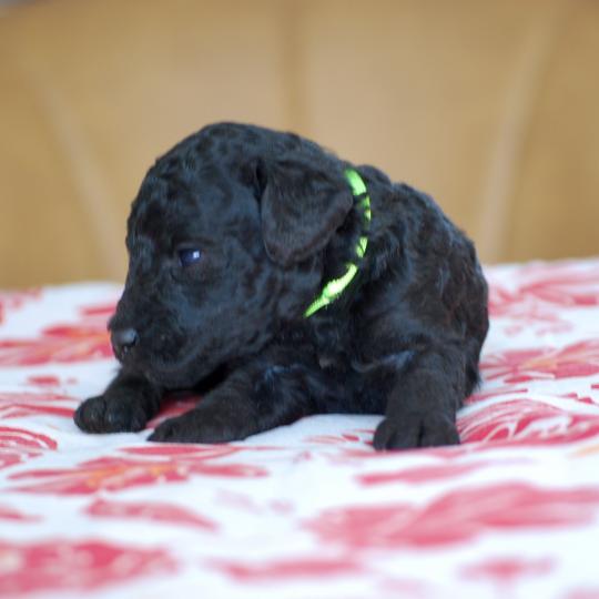 chiot Caniche Noire Belly col fluo Elevage zadatis  caniche , teckel