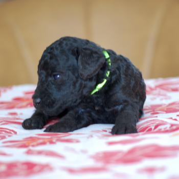chiot Caniche Noire Belly col fluo Elevage zadatis  caniche , teckel