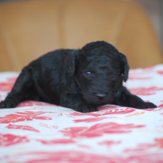 chiot Caniche Noire Belly col fluo Elevage zadatis  caniche , teckel