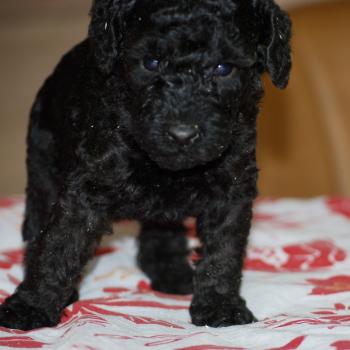 chiot Caniche Noire Belly col fluo Elevage zadatis  caniche , teckel