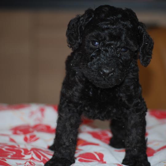 chiot Caniche Noire Belly col fluo Elevage zadatis  caniche , teckel