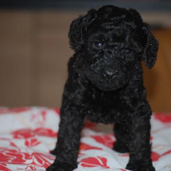 chiot Caniche Noire Belly col fluo Elevage zadatis  caniche , teckel