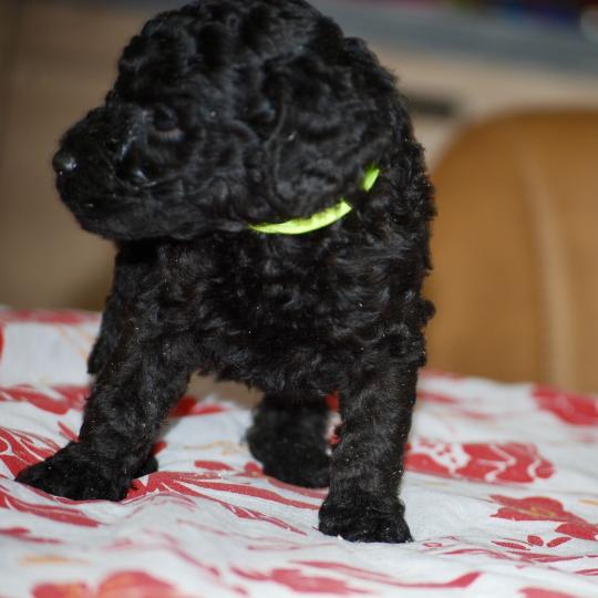 chiot Caniche Noire Belly col fluo Elevage zadatis  caniche , teckel