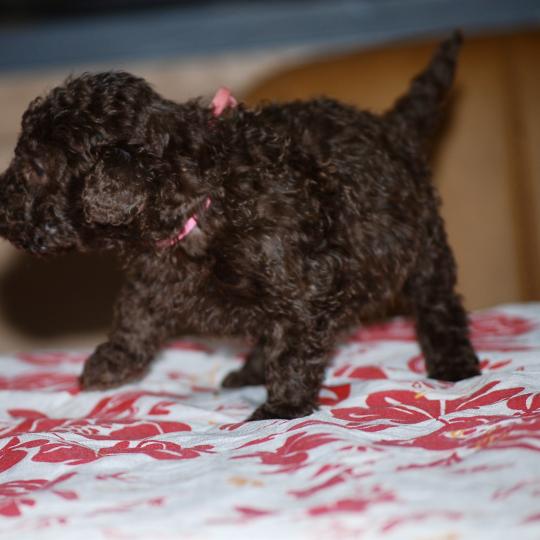 chiot Caniche Chocolat Betsy col rose Elevage zadatis  caniche , teckel