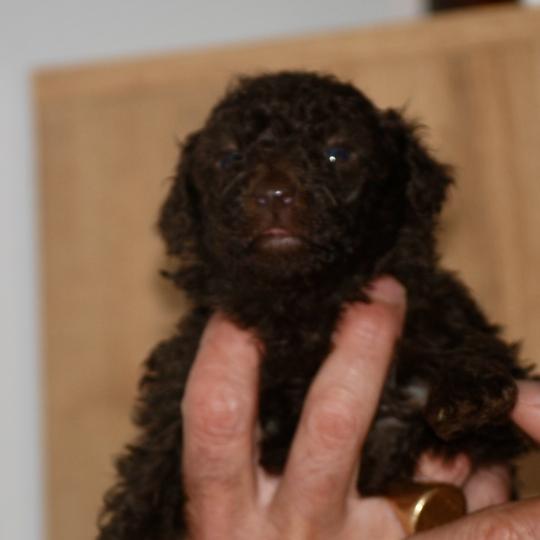 chiot Caniche Chocolat Betsy col rose Elevage zadatis  caniche , teckel