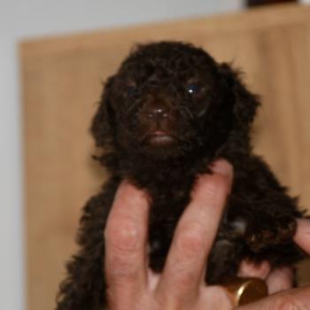 chiot Caniche Chocolat Betsy col rose Elevage zadatis  caniche , teckel