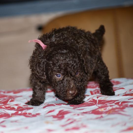 chiot Caniche Chocolat Betsy col rose Elevage zadatis  caniche , teckel