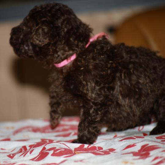 chiot Caniche Chocolat Betsy col rose Elevage zadatis  caniche , teckel