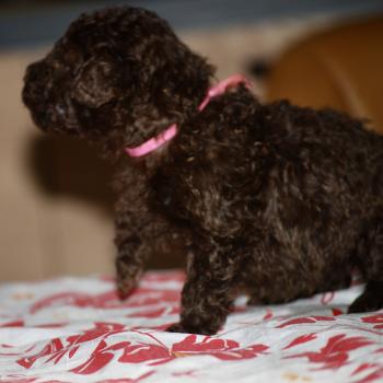 chiot Caniche Chocolat Betsy col rose Elevage zadatis  caniche , teckel