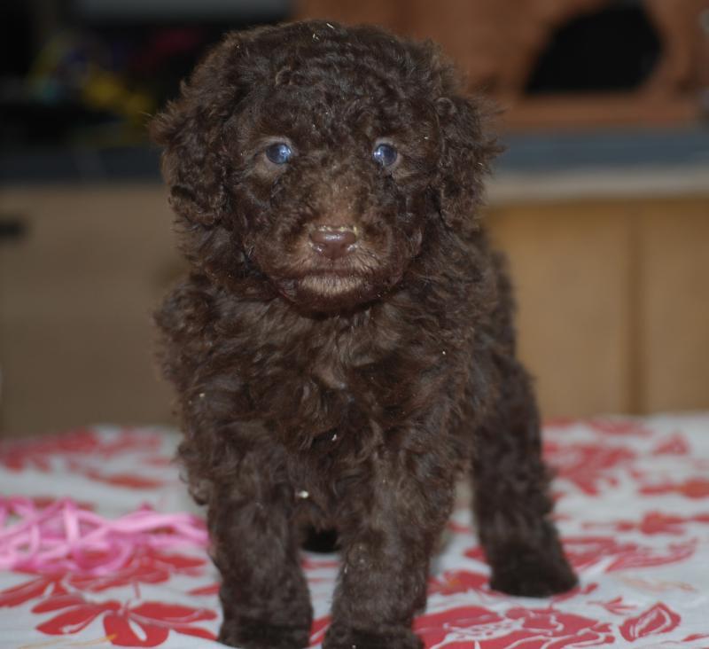 ZADATIS Betty col rose Femelle Caniche