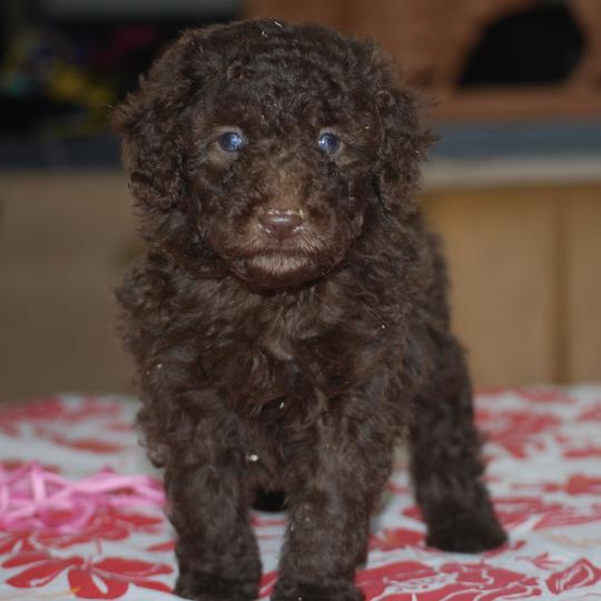 ZADATIS Betty col rose Femelle Caniche