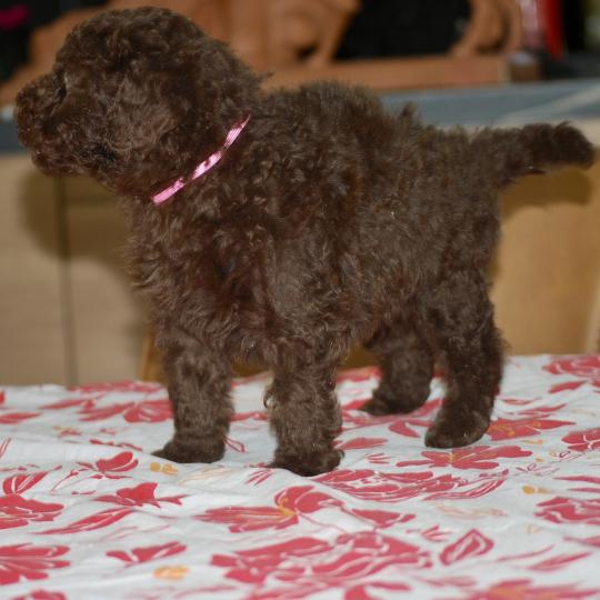 chiot Caniche Chocolat Betty col rose Elevage zadatis  caniche , teckel