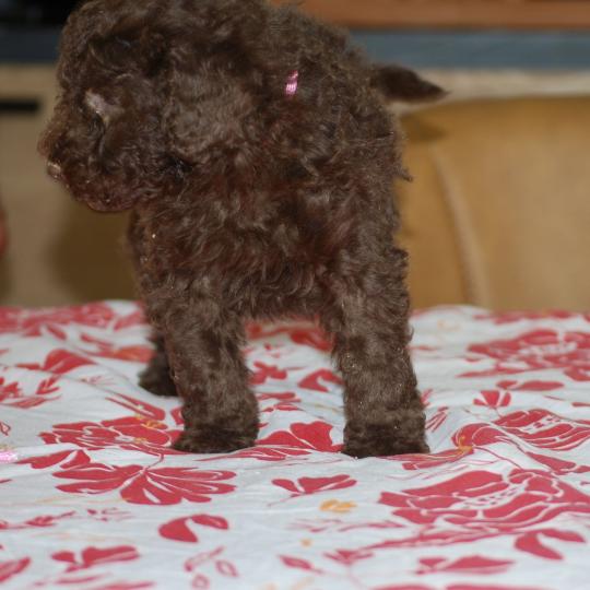 chiot Caniche Chocolat Betty col rose Elevage zadatis  caniche , teckel