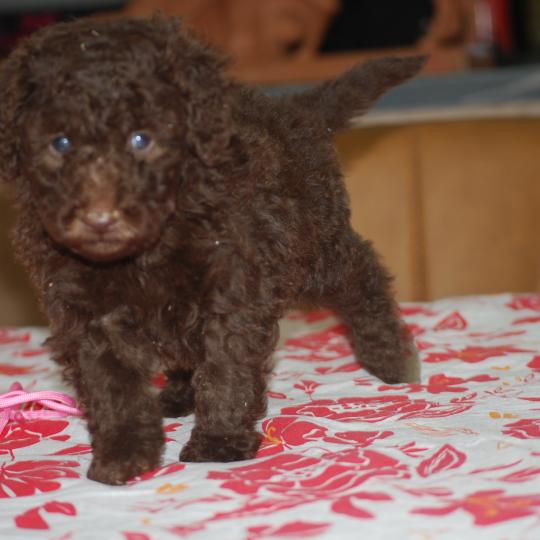 chiot Caniche Chocolat Betty col rose Elevage zadatis  caniche , teckel