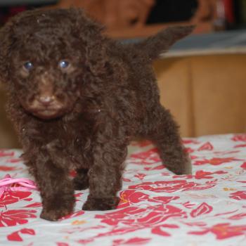 chiot Caniche Chocolat Betty col rose Elevage zadatis  caniche , teckel