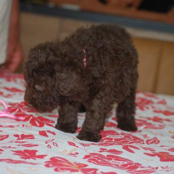 chiot Caniche Chocolat Betty col rose Elevage zadatis  caniche , teckel