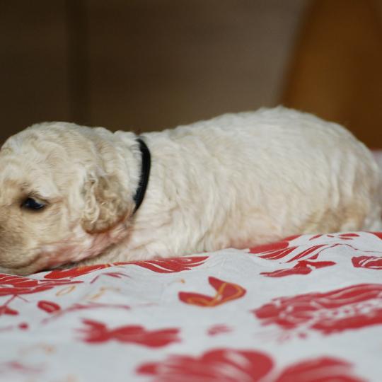 chiot Caniche Blanc Benny col marron Elevage zadatis  caniche , teckel