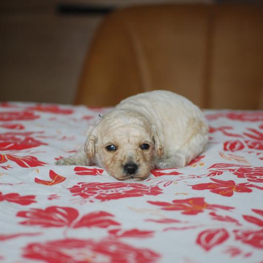 chiot Caniche Blanc Benny col noir Elevage zadatis  caniche , teckel
