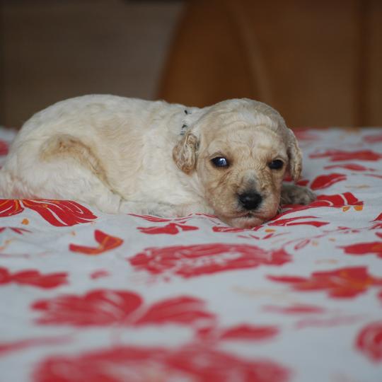 chiot Caniche Blanc Benny col noir Elevage zadatis  caniche , teckel