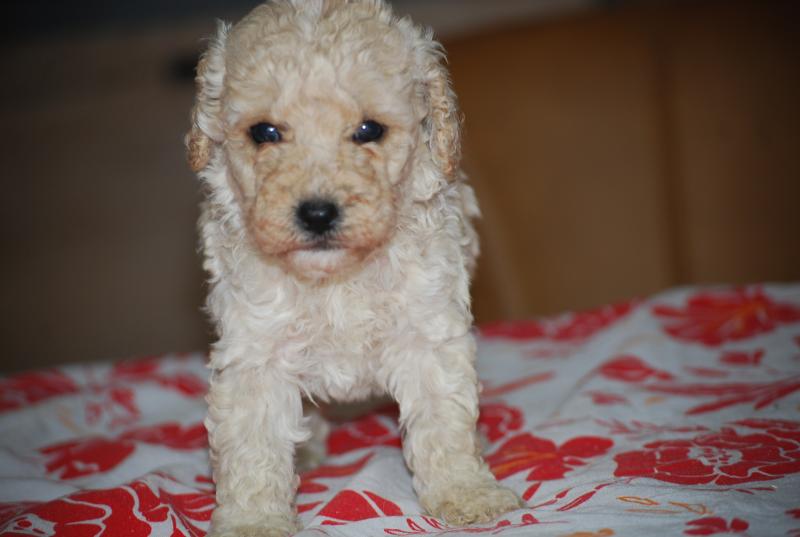 ZADATIS Benny col noir Mâle Caniche