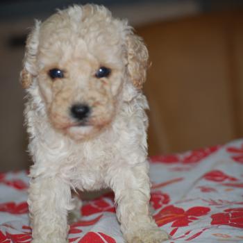 chiot Caniche Champagne Benny col noir Elevage zadatis  caniche , teckel
