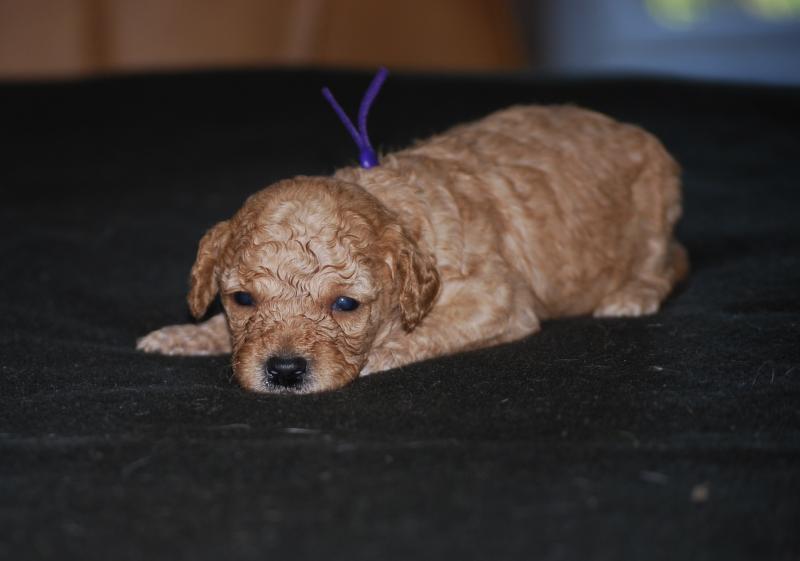 ZADATIS Betka col violet Femelle Caniche