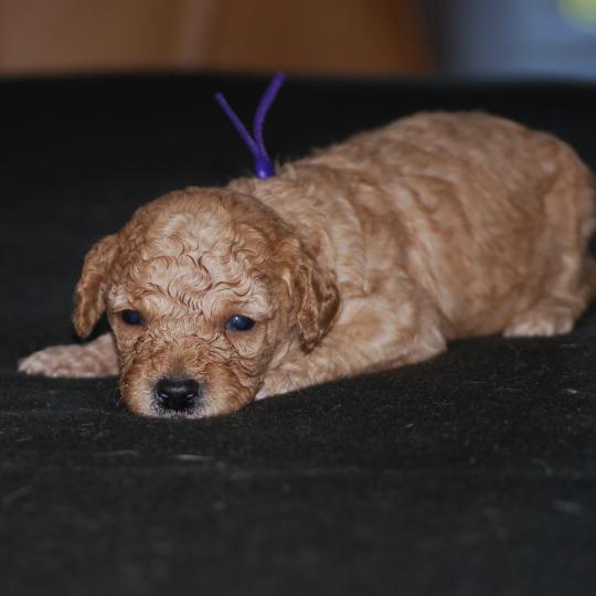 chiot Caniche Fauve or Betka col violet Elevage zadatis  caniche , teckel