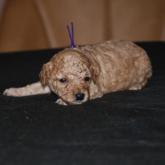 chiot Caniche Fauve or Betka col violet Elevage zadatis  caniche , teckel