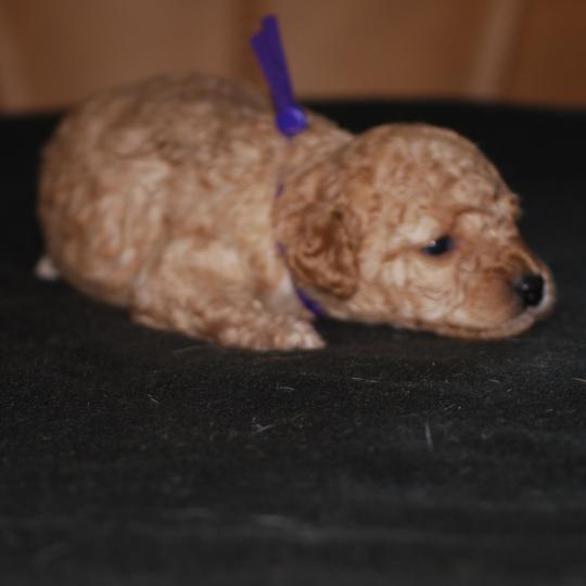 chiot Caniche Fauve or Betka col violet Elevage zadatis  caniche , teckel
