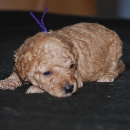 chiot Caniche Fauve or Betka col violet Elevage zadatis  caniche , teckel