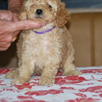 chiot Caniche Fauve or Betka col violet Elevage zadatis  caniche , teckel