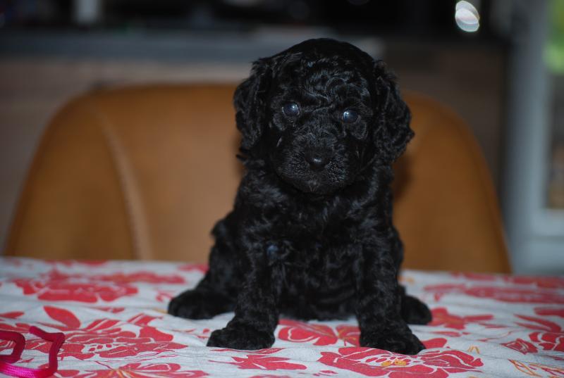 ZADATIS Betsy col rose Femelle Caniche