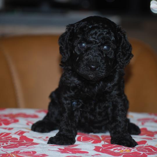 chiot Caniche Noire Betsy col rose Elevage zadatis  caniche , teckel