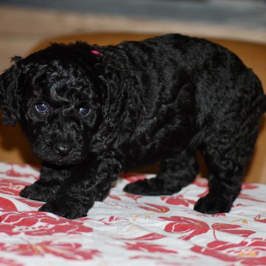 chiot Caniche Noire Betsy col rose Elevage zadatis  caniche , teckel
