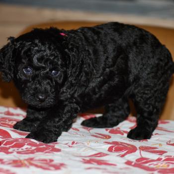 chiot Caniche Noire Betsy col rose Elevage zadatis  caniche , teckel